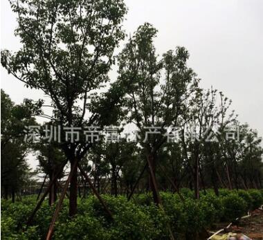 廣東香樟 廣東樟樹