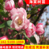 基地直銷規格齊全西府海棠樹苗 量大優惠 成活率好西府海棠樹苗