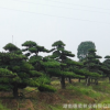 造型羅漢松 常綠喬木 景觀工程庭院綠化苗木大量批發苗木