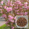 批發新采進口日本櫻花種子 花卉種子 綠化苗木 櫻花苗 櫻花小苗