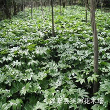 基地批發(fā)優(yōu)質(zhì)工程綠化苗 八角金盤小苗 八角金盤樹苗 規(guī)格齊全