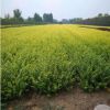 綠化苗金葉女貞樹苗庭院綠化小區園林綠化樹苗 四季常青庭院植物
