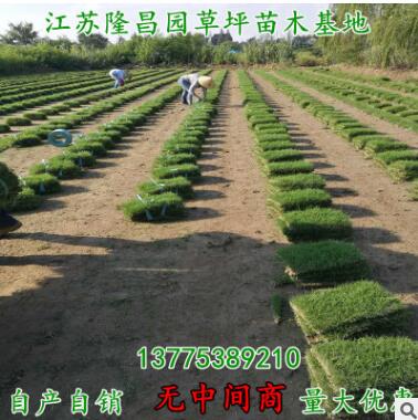 河道護(hù)坡戶外活動(dòng)帶土真草坪綠化足球場(chǎng)園林風(fēng)景區(qū)草坪地毯批發(fā)