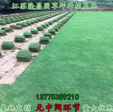 帶土真草草坪草皮地毯園林戶外綠化專用虎皮草中華結(jié)縷草批發(fā)