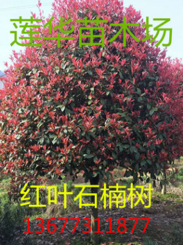 紅葉石楠火焰紅，行道樹，林陰庭院佳品，顏色鮮艷，產地直綃