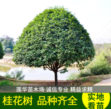 桂花樹 10公分 庭院別墅綠化優質綠化四季常青 基地直銷
