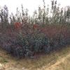 專業(yè)種植紫葉李 2-8公分紅葉李 產(chǎn)地直銷 樹苗生長旺盛