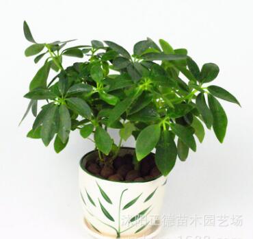 鴨腳木盆栽 栽好發貨 辦公室盆栽植物 四季常青綠植