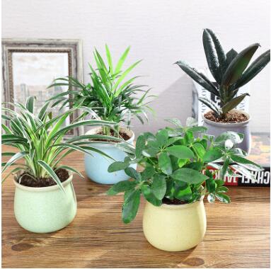 花卉植物室內(nèi) 辦公室綠植花卉盆栽批發(fā)