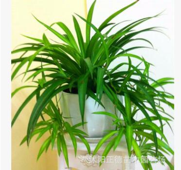 盆栽植物 室內(nèi)保濕花卉 青葉吊蘭 單顆不帶盆 凈化空氣