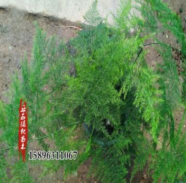 苗圃批發文竹盆栽苗可水培文竹客廳陽臺辦公室觀葉綠植盆景苗