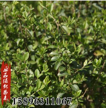 基地批發綠植青葉女貞苗小葉女貞球園林道路綠化工程優質苗規格全