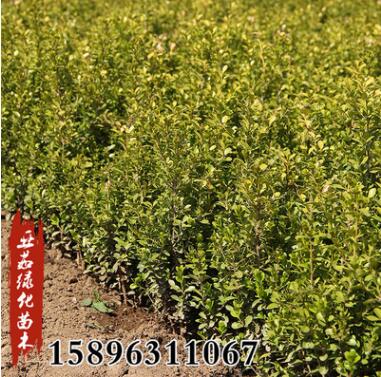 基地批發瓜子黃楊小苗大葉黃楊球庭院園林道路小區觀葉綠化工程