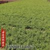 基地批發迎春苗綠植盆栽迎春小苗庭院園林道路小區綠化工程苗