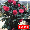 茶花盆栽 茶花樹苗當年開花植物高檔室內盆栽盆景綠植花卉山茶