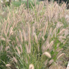優質高產牧草種子 狼尾草種子 廠家低價直銷