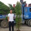 塔柏 檜柏 品種 規(guī)格 齊全 造型好 精品苗 苗圃