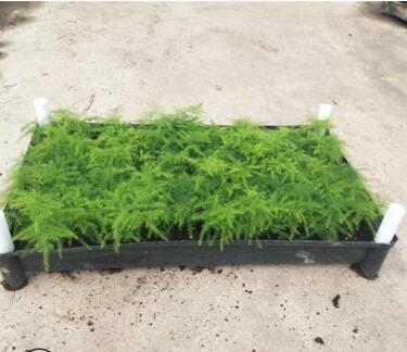 廣州花卉基地直供優質文竹苗客廳室內盆栽綠植花卉觀葉植物可水培