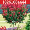 紫薇樹苗庭院綠化苗木速生紅火箭紫薇苗紅火球百日紅紫薇小苗批發