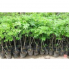 批發果樹苗 盆栽 苗木 綠化苗木 園林果樹 果子樹苗