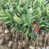 正宗臺(tái)灣珍珠番石榴芭樂(lè)靠嫁接苗木果樹苗