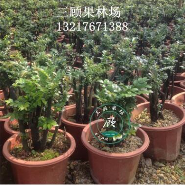 花卉盆景室內盆栽小葉紫檀黑骨茶熟樹樁綠植室內觀徑觀葉植物客廳