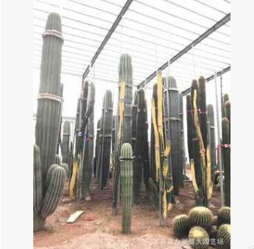 仙人掌武倫柱 量天尺 老樂柱 仙人鏡 紅太古北歐風格歐美室內盆栽