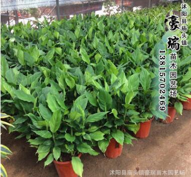 瑞豪大量批發(fā)萬年青 優(yōu)質(zhì)萬年青 供應(yīng)萬年青 觀葉四季常青