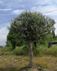 西班牙油橄欖l棒棒糖 橄欖樹棒棒糖 地中海風情橄欖樹