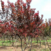 武功縣綠野苗木專業(yè)合作社供應(yīng)6公分紅葉李
