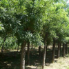 武功縣綠野苗木專業(yè)合作社供應(yīng)8公分國槐