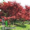 批發(fā)美國紅楓小苗中國紅楓樹苗 日本紅楓苗國產(chǎn)紅楓盆景基地