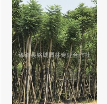福建批發(fā)工程綠化藍花楹 行道樹藍花楹 15公分藍花楹藍影樹