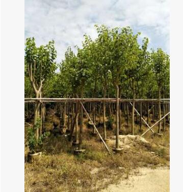 宮粉紫荊 羊蹄甲農(nóng)戶直銷 宮粉紫荊 紅花紫荊 紅花羊蹄甲紫荊