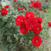 紅帽月季苗批發 規格齊全 月季小苗銷售 量大優惠 成活率高