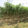 武功縣豐澤林果專業合作社供應櫻花苗木