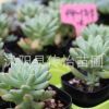 批發(fā)多肉植物 基地多肉盆栽 柳葉年華 高端多肉植物果凍色的肉