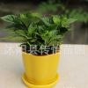 批發(fā)梔子花 室內(nèi)盆栽花卉 綠植桌面盆景 梔子花鮮花