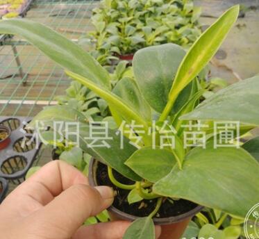 辦公室迷你盆栽 小金鉆 觀葉小盆栽 金鉆水培土培均可 桌面小綠植