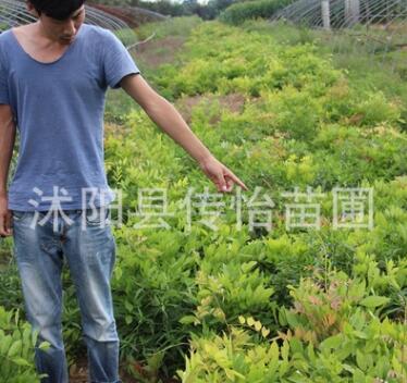 苗圃直銷紫藤苗 綠化工程苗 庭院攀爬植物
