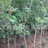 供應地徑1.5至3公分的八月桂花樹苗 綠化苗木