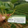 山東裕農(nóng)供應(yīng)紅顏草莓 甜寶草莓 結(jié)果早 根系發(fā)達 贈送生根劑