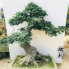 高檔精品造型榆樹盆景樹樁 榔榆樹樁盆景 別墅庭院花園擺飾種植