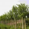 【苗圃直銷】重陽木 重陽木大樹 基地批發各種規格綠化苗木草坪