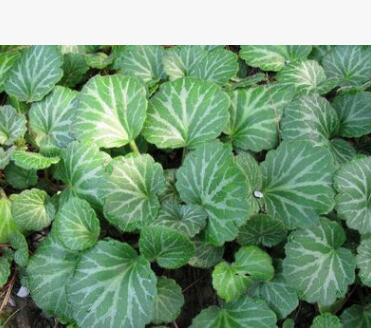 虎耳草 虎耳草苗 金線吊芙蓉 金絲荷葉