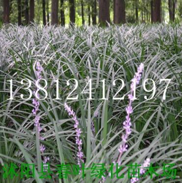 蘭花三七 蘭花三七苗 花卉苗木 蘭花三七批發