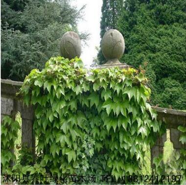 地錦 三葉地錦 五葉地錦 爬山虎 基地批發綠化植物