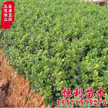 基地直銷工程綠化苗木 龜甲冬青苗 四季常青 冬青小苗