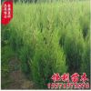 基地供應(yīng)工程綠化苗木 北京檜柏樹苗 規(guī)格齊全 檜柏小苗