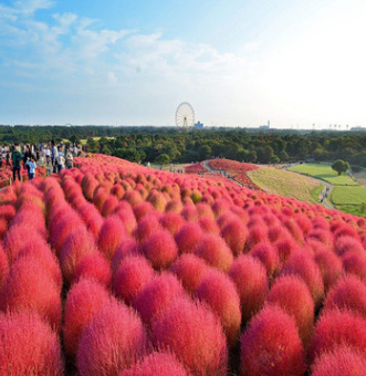 紅葉地膚種籽綠化景觀花海量大優惠品種齊全可以貨到付款